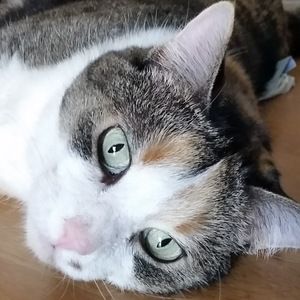 Meet your Posher, Dawn